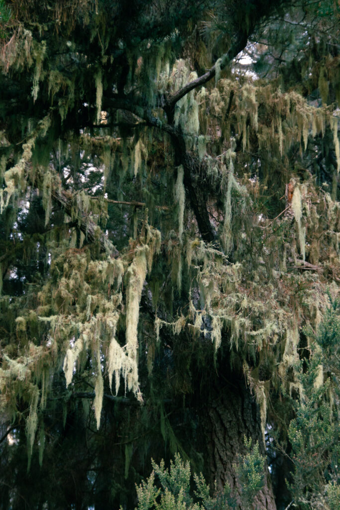 TENERIFE - Les dégradés de vert des lichens sur les arbres centenaires