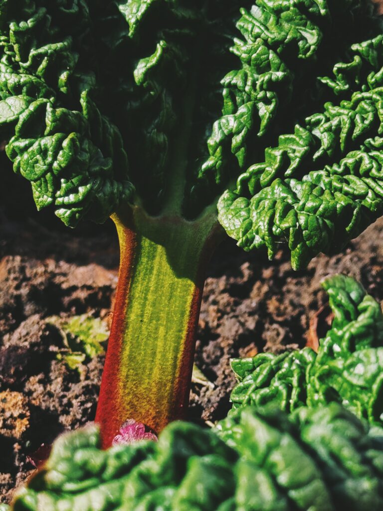MON JARDIN - Les couleurs et le goût acidulé de la rhubarbe. Madeleine de Proust.