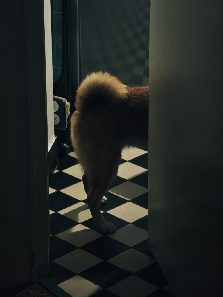 BRUXELLES - Zinneke sur carrelage graphique